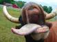 introduction - last post by cowsgonemadd3